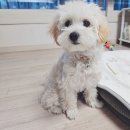 강아지 목걸이 인식표 모모앤디아 가볍고 편한 패브릭 내돈내산 추천 후기