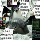 양이야기 이미지