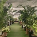 마루아라 하우스 | [커피하우스 유천] 인천 검단 아라뱃길 근처 대형 식물 카페