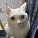 묘연고양이병원 이미지