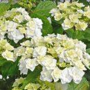 도피오 DOPPIO 이미지