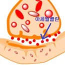 오씨드 이미지