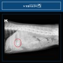 봉 동물병원 | 강아지 닭뼈 돼지뼈 등뼈 삼켰을 때 치료 방법은? 부산 w동물병원 강아지내시경 후기