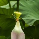 속초초등학교 이미지