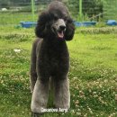 카사노바 에리켄넬 이미지