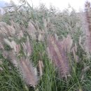 대천천1 이미지