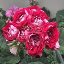 달의 꿈 이미지