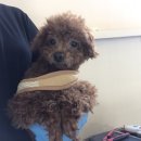 본오지구대 노트펫