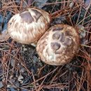 송이버섯 표고버섯 캔닝 이미지