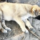 김포씨엘동물의료센터 이미지