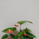 참사랑화원