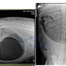 리움 동물의료센터 이미지