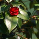 마지2리 이미지