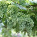 우물가의 미소 이미지