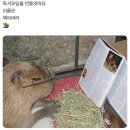 바라