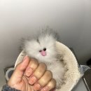 요푸네일
