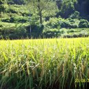 상품초등학교 이미지