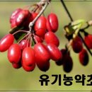 이명은 농장 이미지