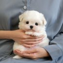 울산 강아지분양 미유펫 이미지