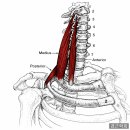 목통증·팔저림·목디스크! 핵심 근육 사각근(Scalene Muscles) Trigger Point 풀기! 이미지
