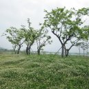 양산천변 이미지