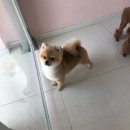 THE반하개 이미지