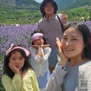 (주)유천 | 2025 무릉별 유천지 동해 라벤더축제 만족후기