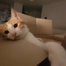 (주)펫닥 | 고양이 눈꼽 :: 내 손안에 수의사 어플 펫닥 상담 후기