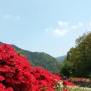 섬진강변 철쭉길 이미지