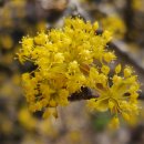 달전시목지 이미지