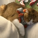 꽃강아지 | [리뷰일기] 사루루 고양이 강아지 겨울 꽃 목도리 두번째 후기 - 송삼이 보고 가세요!