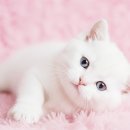 블리독수원점 고양이강아지분양 미니비숑프리제말티푸포메입양 이미지