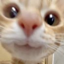 하이위시
