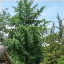 상주 대산루 이미지