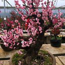 가야1동-3 | [만첩홍매萬疊紅梅][운수대통運數大通]-[운수-대평][돌아올-수-없는-길]