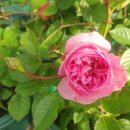 장미하우스 이미지