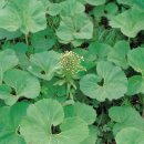 ■ 머위(Butterbur)의 항암.항염 효과 및 각종 생약 효능 이미지