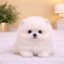 도그플러스 동물병원 이미지