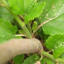 오디가개 이미지