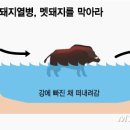 교동멧돼지 이미지