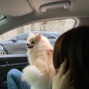 몽이네 애견샵 이미지