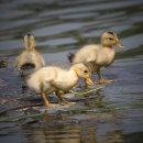 미운오리새끼 이미지