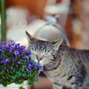 양이멍이 이미지