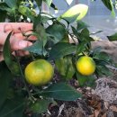 내혜홀농장 이미지