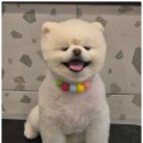 꼼꼼 애견미용실 이미지