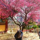 봉은사판전현판 | 서울 봉은사 홍매화 고즈넉한 사찰과 하나되는 선홍빛 화려한 자태