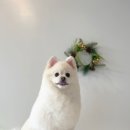 미용해·독 이미지