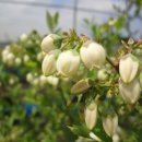 도곡농장 이미지