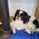 지인진복싱스포츠 이미지