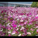 코스모스공원 이미지